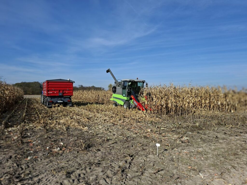 RZD Grabów - Zbiór kukurydzy kombajnem poletkowym