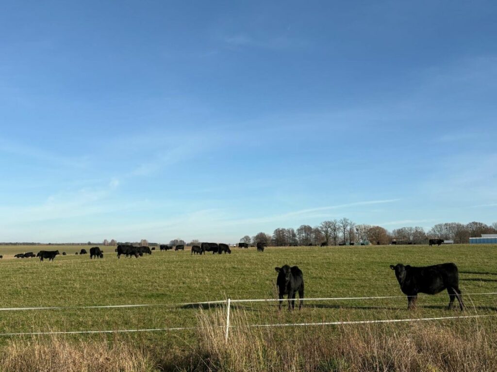 RZD Kępa - Bydło rasy Black Angus- Osiny