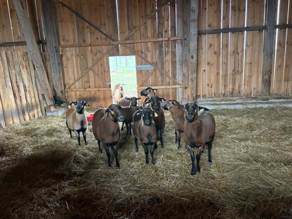 RZD Kępa - Owce rasy Barbados Black Belly - Osiny