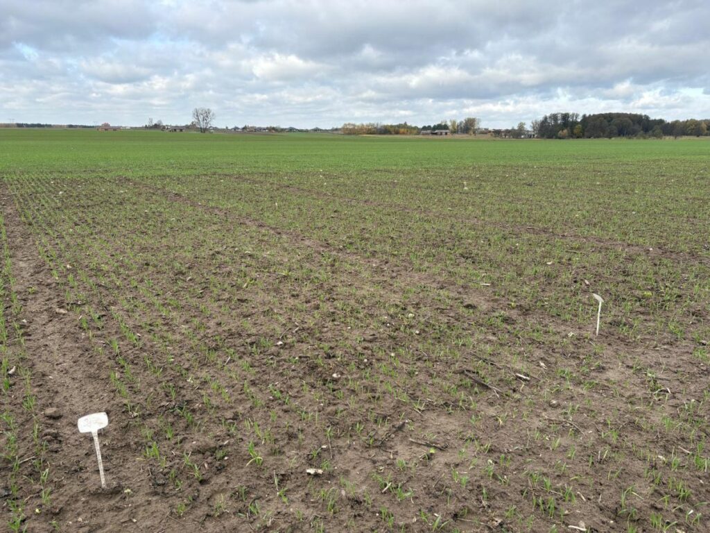 RZD Kępa - Poletka doświadczalne w zbożach ozimych