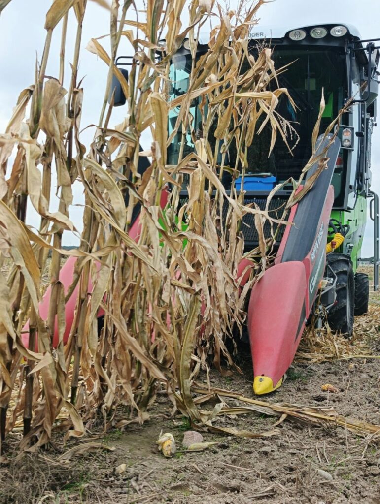 RZD Kępa - Zbiór kukurydzy z poletek doświadczalnych