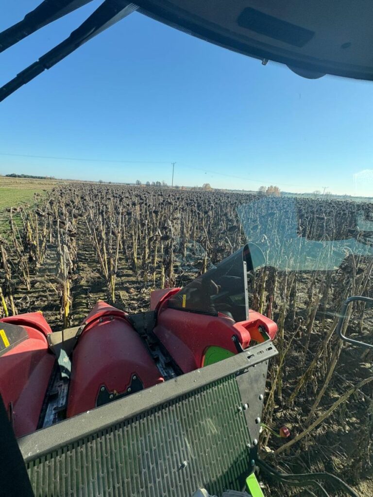 RZD Kępa - Zbiór słonecznika kombajnem poletkowym