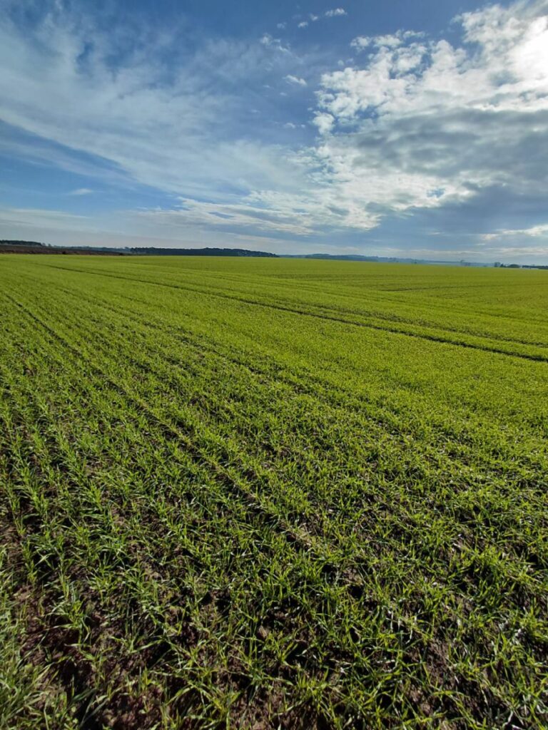 RZD Wielichowo - Jęczmień ozimy, pole A1, fot. U. Koziołek