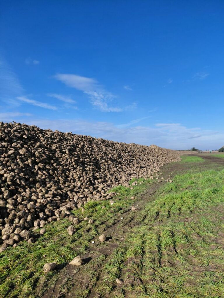 RZD Wielichowo - Pryzma buraków cukrowych na polu A3