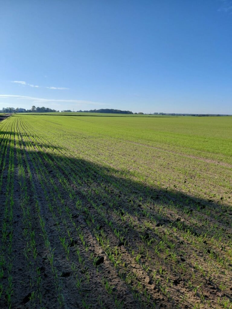 RZD Wielichowo - Żyto ozime, pole A3