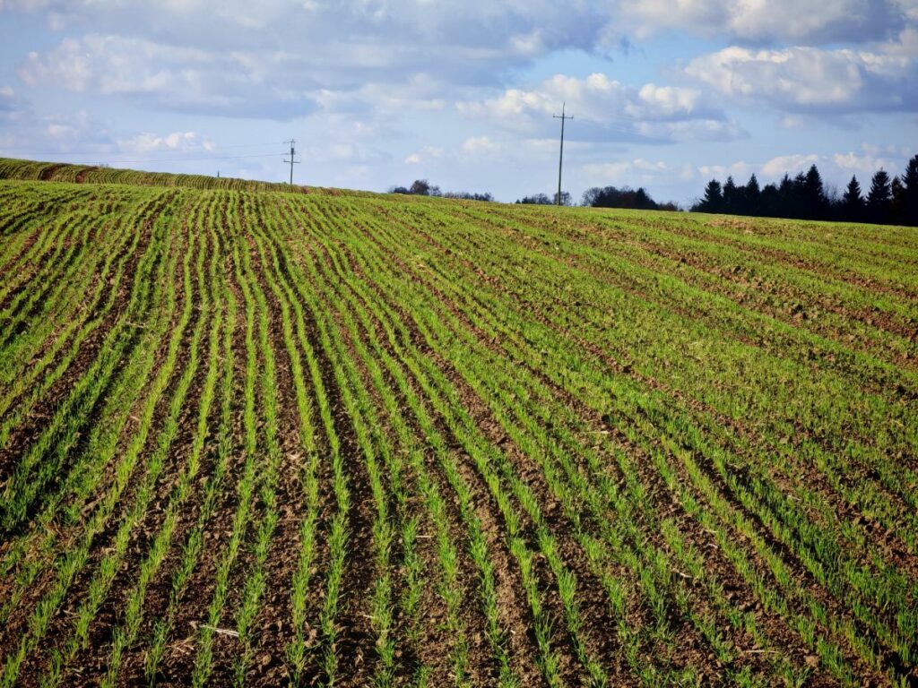 RZD Jastków - Pszenżyto ozime Belcanto-poczatek listopada
