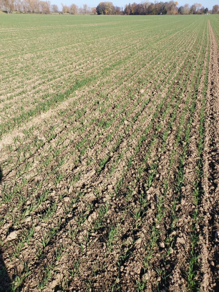 RZD Borusowa - Pole I Pszenica oz Absint