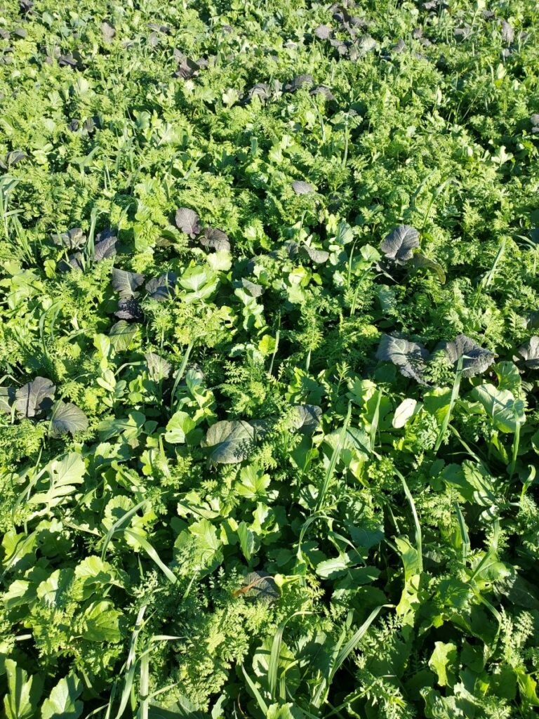 RZD Borusowa - Pole II Poplon