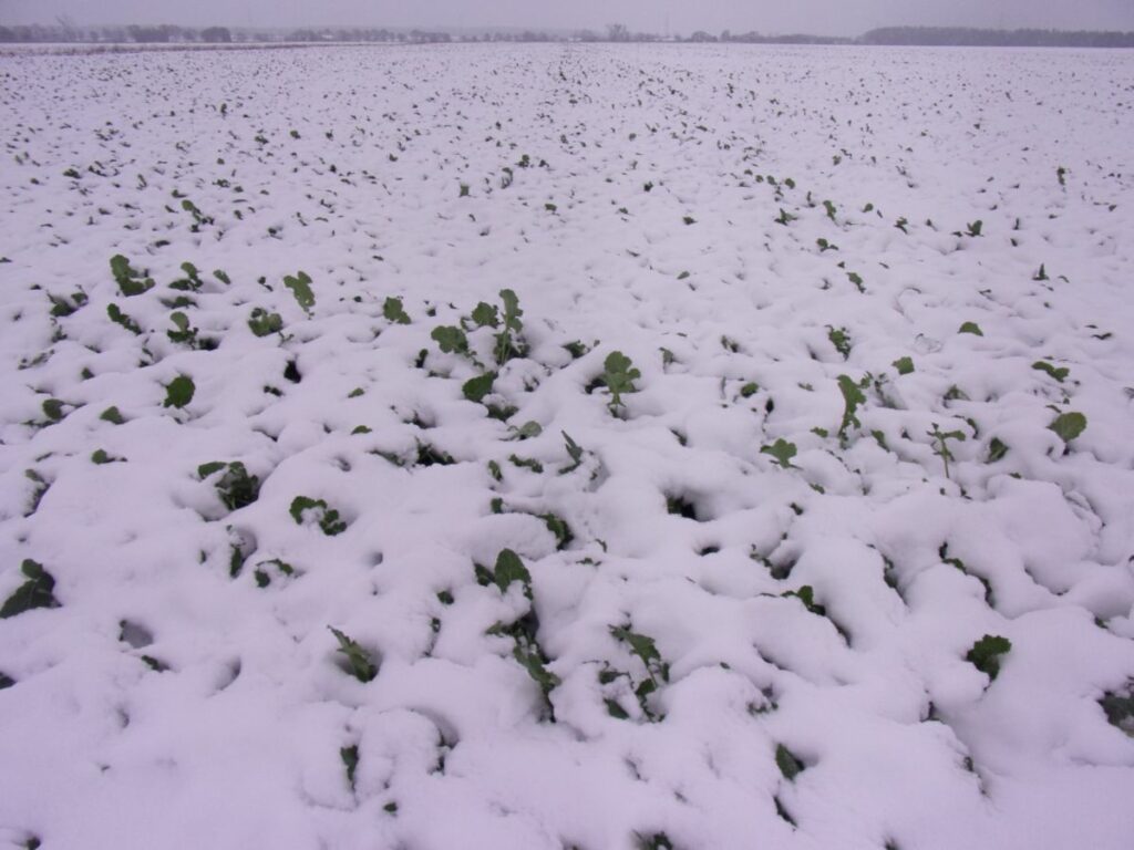 RZD Baborówko - okresowo pojawiająca się niewielka okrywa śnieżna