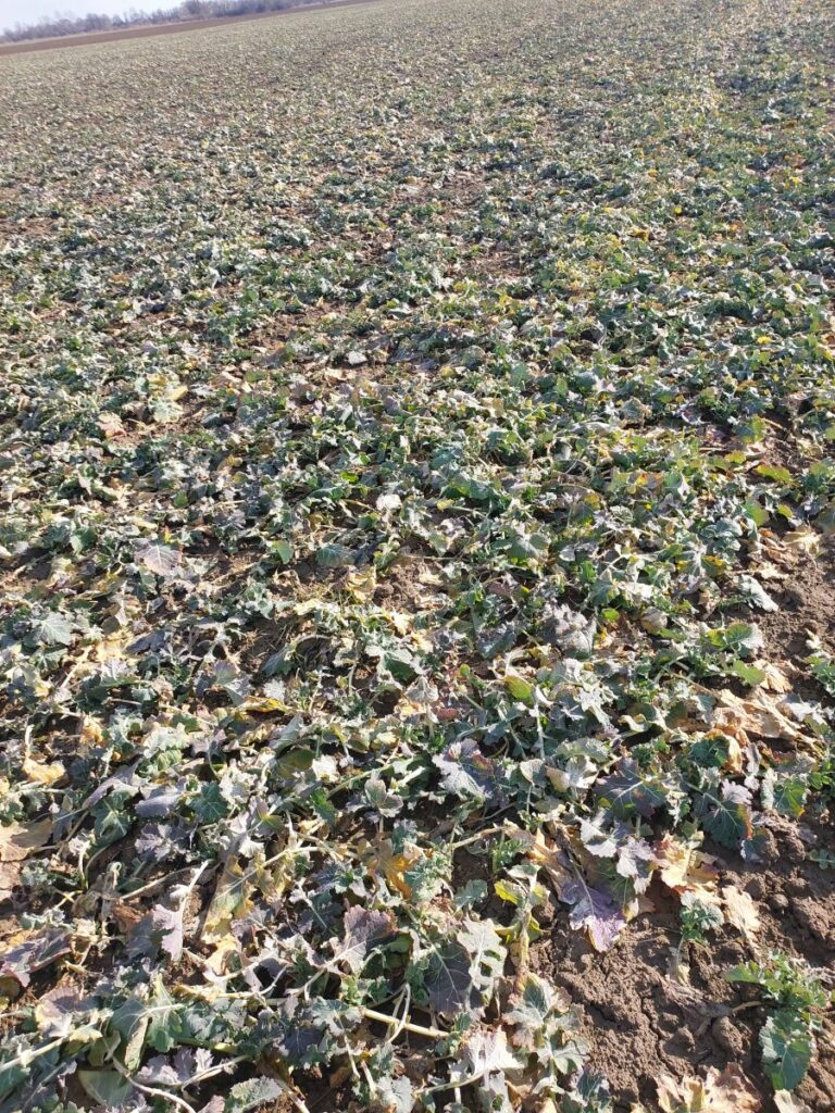 RZD Borusowa - pole VI, rzepak oz