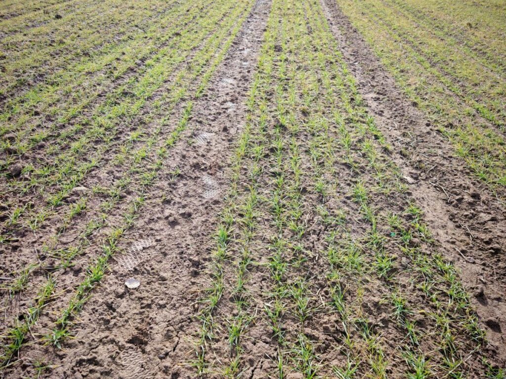 RZD Jastków - pszenica oz. Revolver