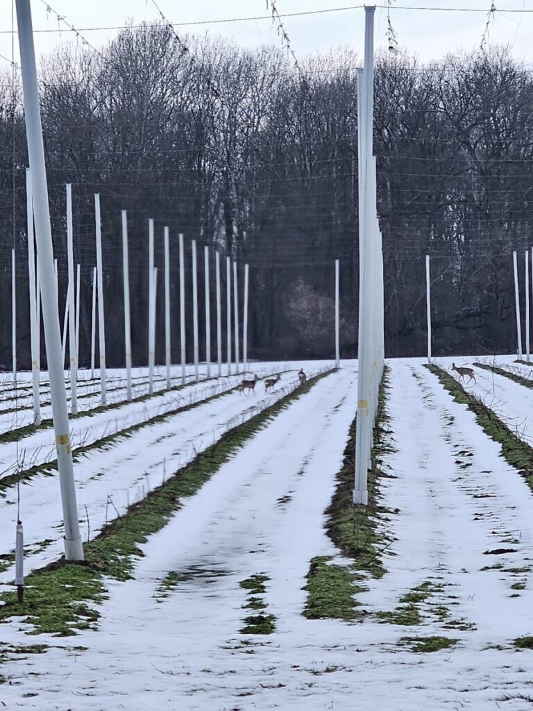 RZD Kępa - chmielniki zimą