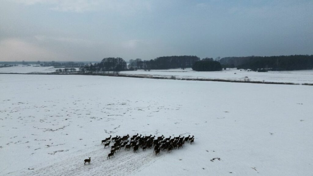 RZD Kępa - pola zimą, gospodarstwo w Osinach