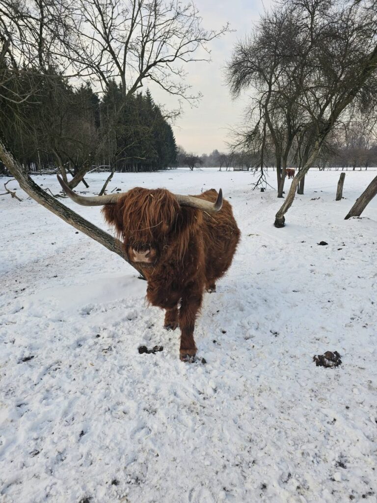 RZD Kępa - Highland
