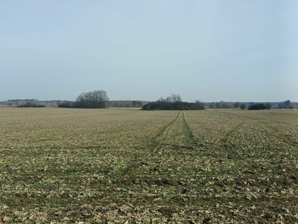 RZD Kępa - rzepak oz., Pulki