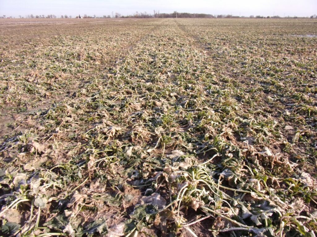 RZD Baborówko - rzepak pod koniec lutego