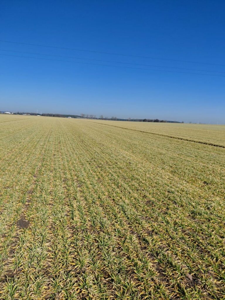 RZD Wielichowo - jęczmień ozimy, pole A1