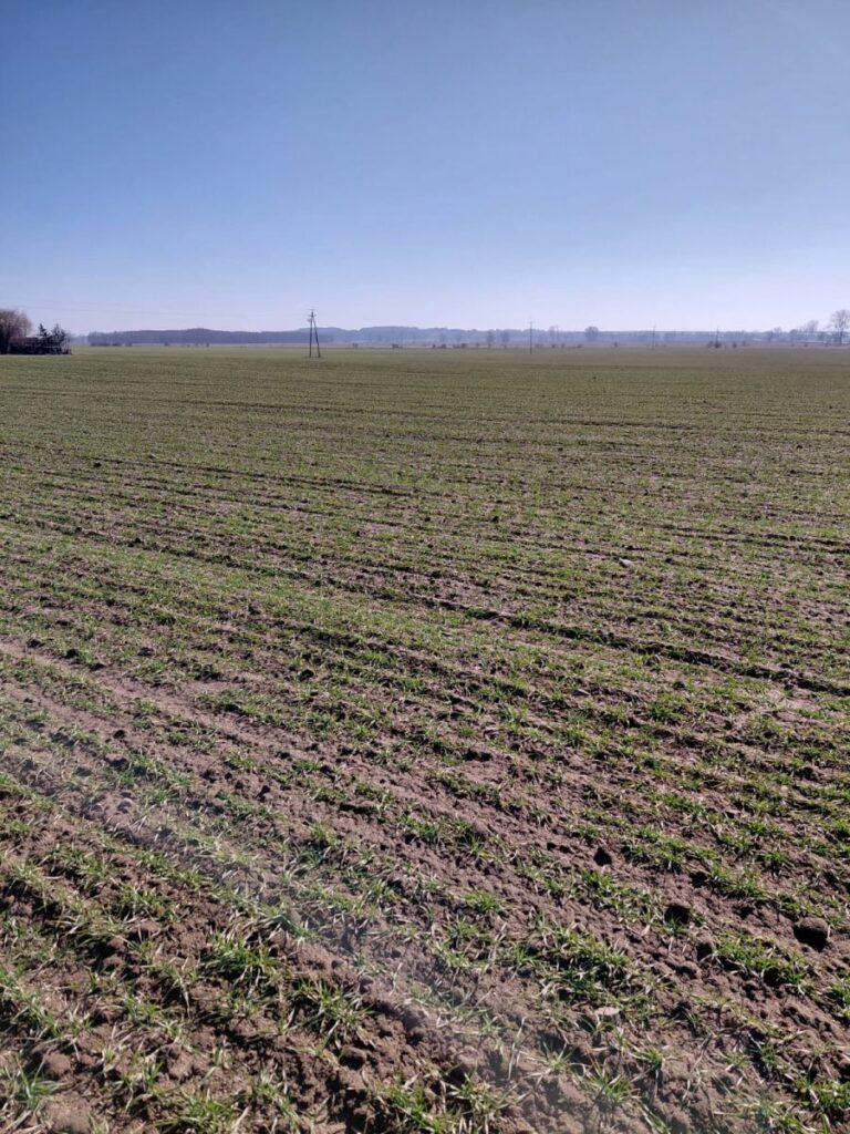 RZD Wielichowo - pszenica ozima, pole B1