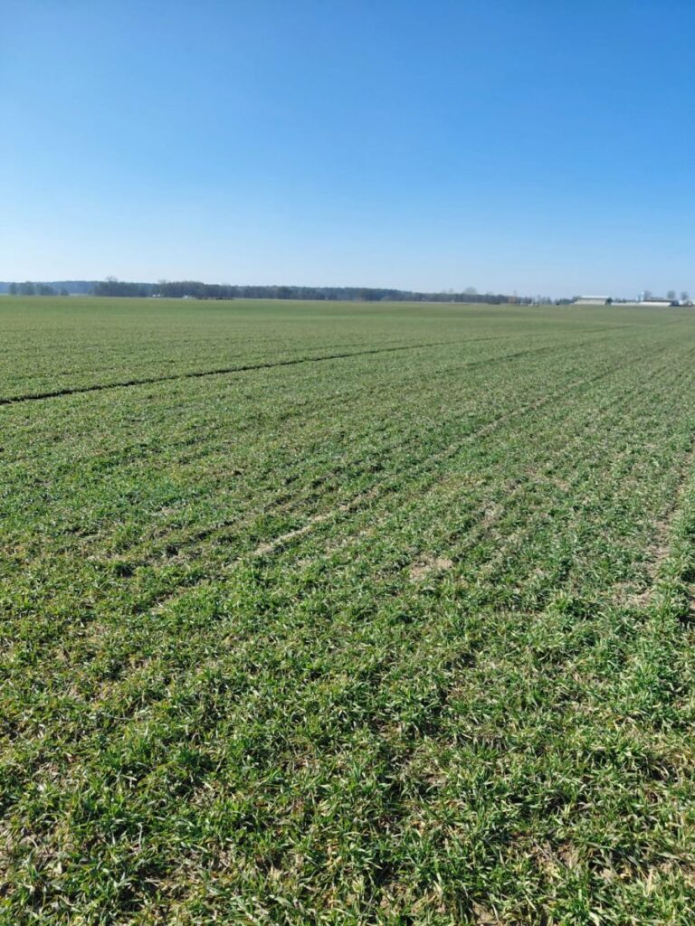 RZD Wielichowo - żyto ozime, pole A5