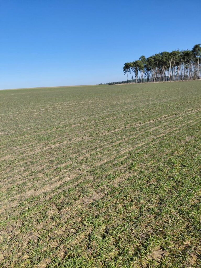 RZD Wielichowo - żyto ozime, pole B2