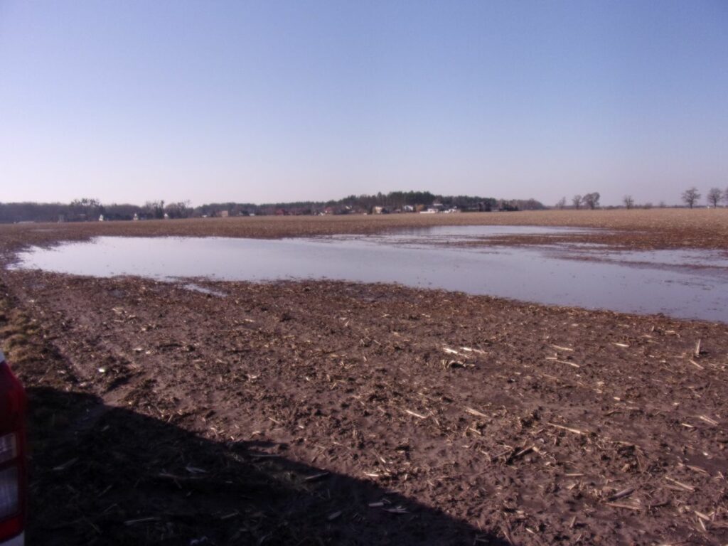 RZD Baborówko - zastoisko wodne na polu po kukurydzy