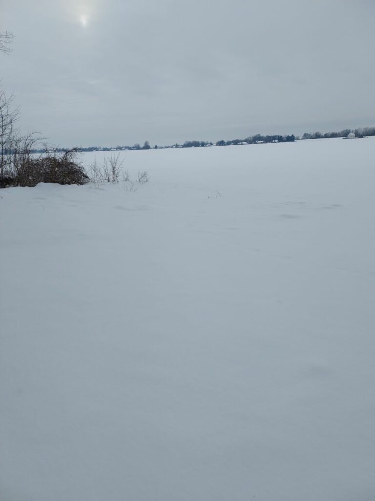 RZD Borusowa - pole I, pszenica oz. Absin