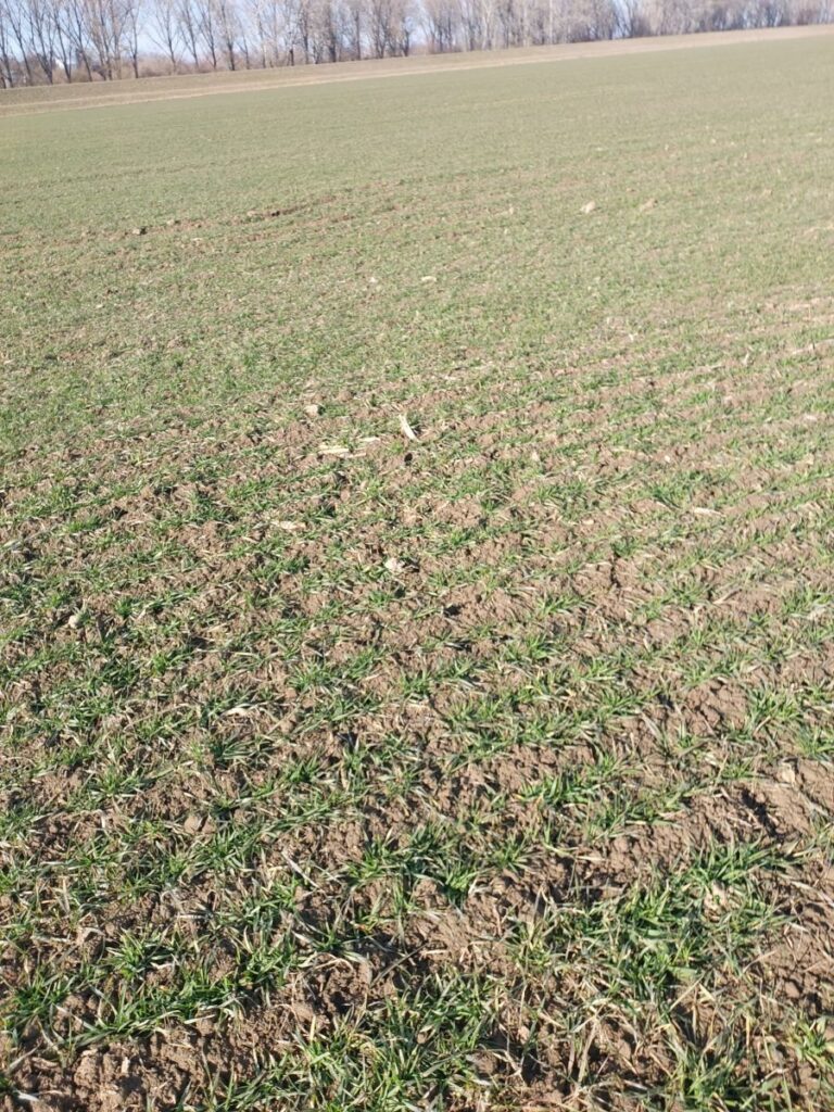 RZD Borusowa - pole I, pszenica oz. Absint