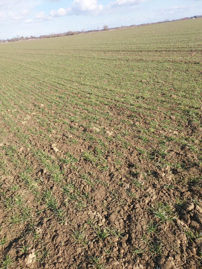 RZD Borusowa - pole III, pszenica oz. Absint