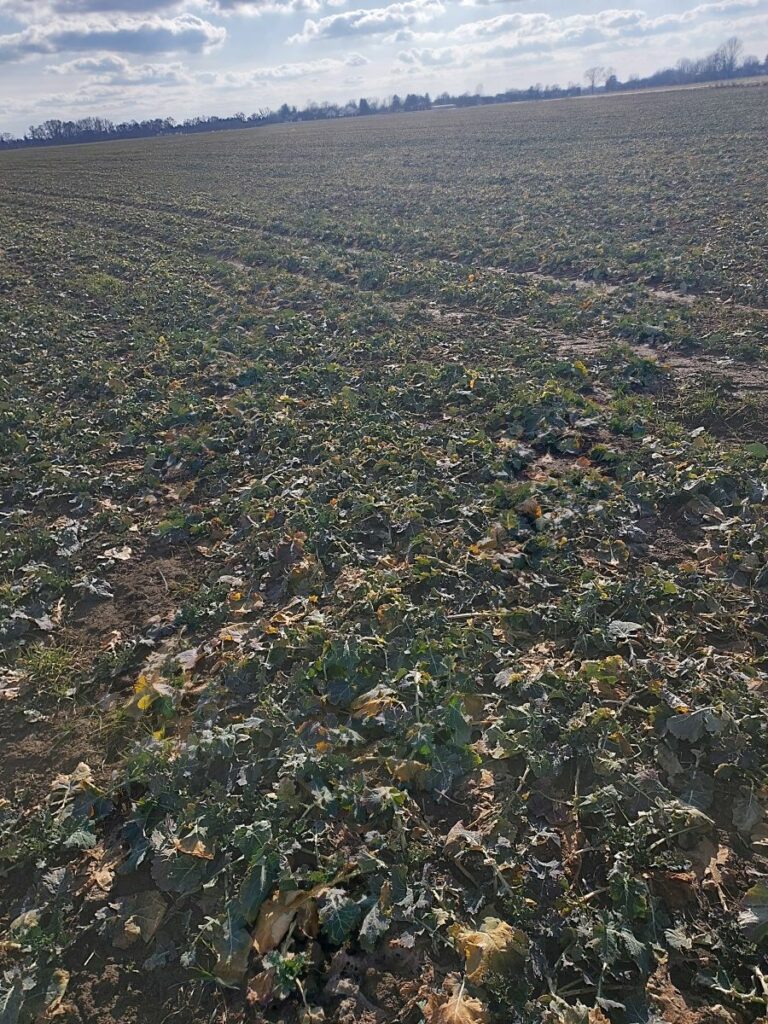 RZD Borusowa - pole IV, rzepak oz