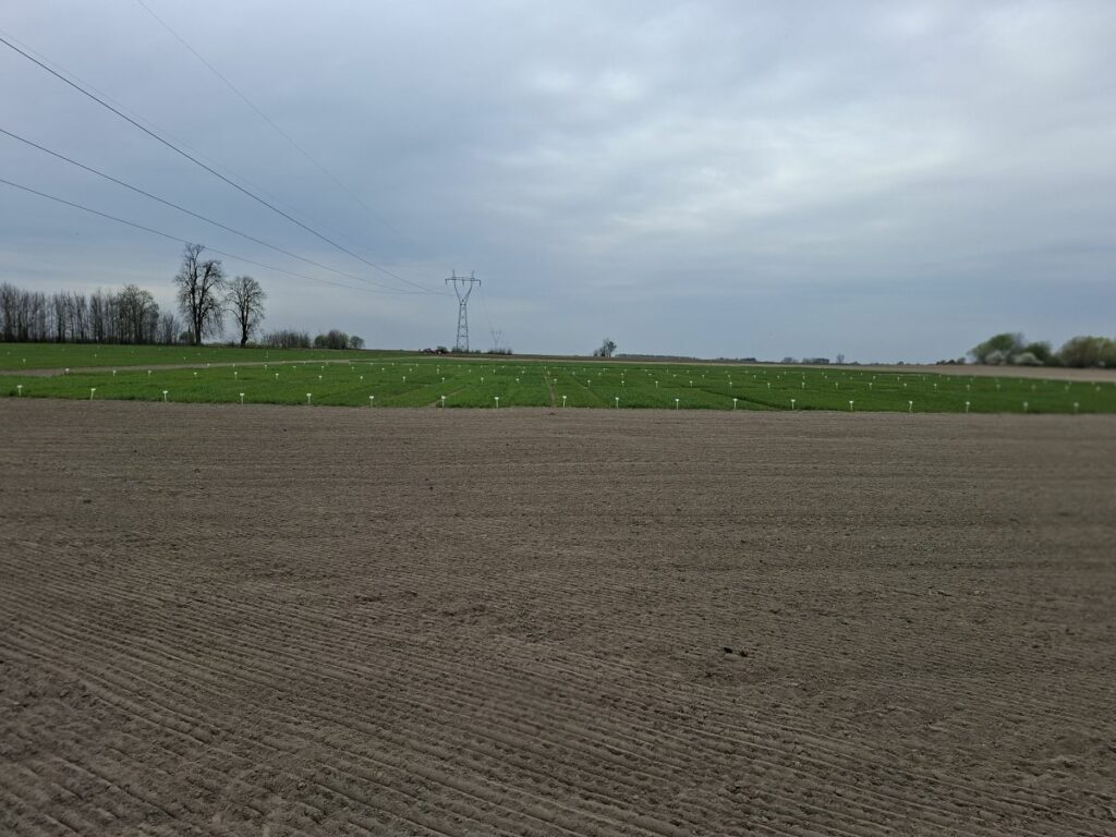 RZD Grabów - odmiany zbóż oz. w doświadczeniach eko. (M. Sowiński)