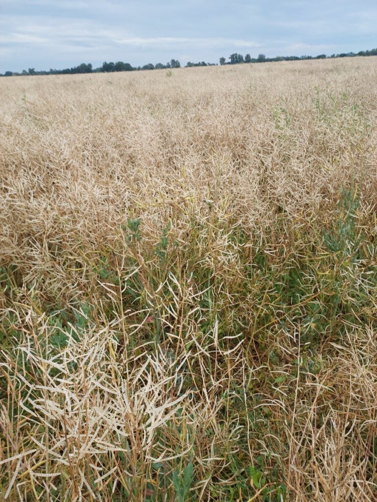 RZD Borusowa - Pole IV, rzepak po gradobiciu (M. Cegielski)