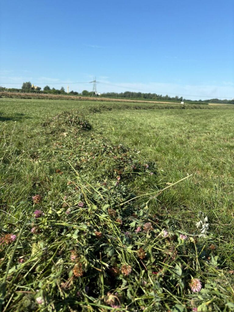 RZD Kępa - II pokos traw (S. Jurak)
